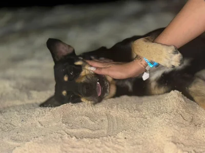 Anaroussew02 kullanıcısının Beach albümü -  2 fotoğraf