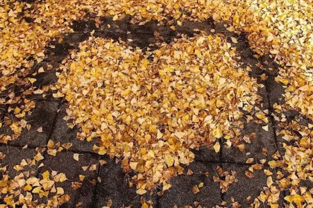 Dona020 日本の美しい景色 사진