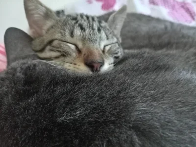 Katta_ossa My cats slika 3