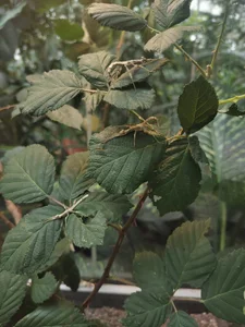 Zoe_addiction Moments captured 👉👈 Pic 4