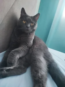 MilanaBoobs my favorite cat😻 Foto