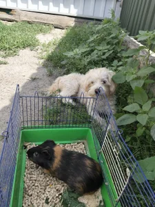 My pets =)