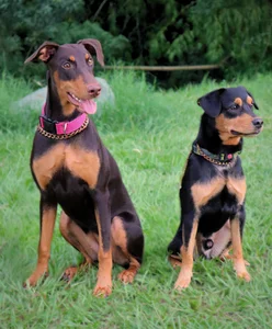 Nick_Collins18 nice afternoon with my pets Immagine  2