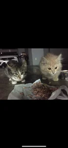 onimakuras XXX-Nackfoto 2