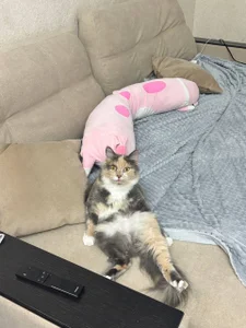 DarkxFoxy My lovely Kitty Pic