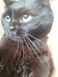 GumusGuray ❤️ my cat ❤️ Pic 3