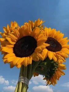 🌻🌻 de Eimy-04 Foto