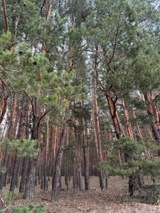 juli_kisss Beer and nature🍺🌴 Pic 4