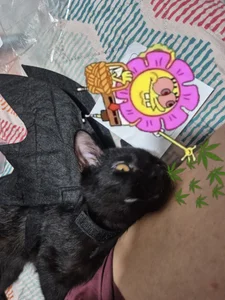 Sarah-Stoner Smokey😻😻😻 slika 7