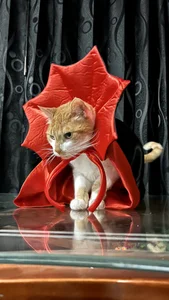 My adopted angels de Kat_Art  5 Imagens