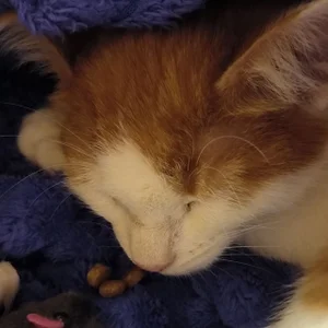 My kitty Vifa de RedLipse  4 photos