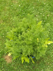 Gardening de sunnydude255 Foto 6