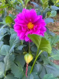 yourdream_6 Val in the nature<3 Pic 3