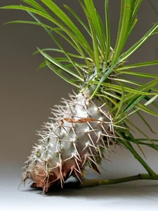 faithfulchic Christmas Pic 8