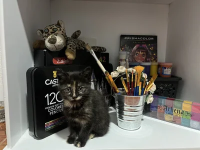 HazzelGray My roomies 🥰 Pic 3