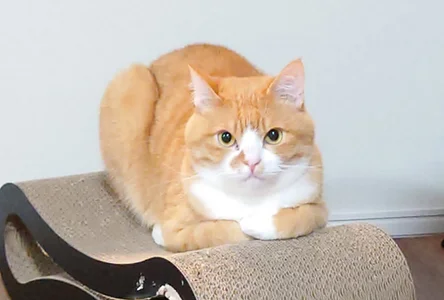 KANNA-xxx 愛猫 Immagine 