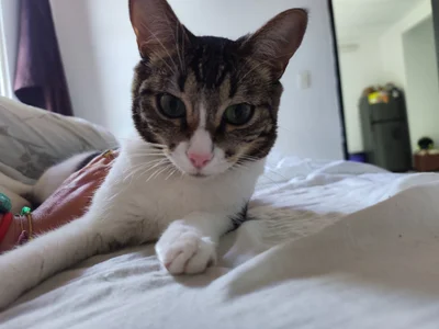 Danysca Mes magnifiques chats slika 9