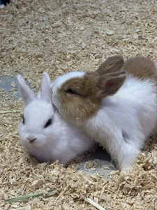 mimi9420 米米今日!看了兔兔 不舒服只能涮水吃呜呜(ఠ్ఠ ˓̭ ఠ్ఠ) Pic 3