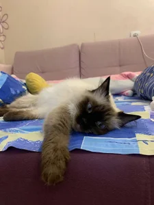 cats de EvaThopson  2 Imagens