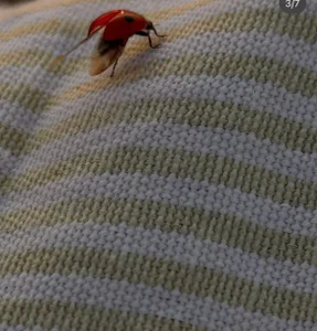 Mia_shy1 summer. Pic 2