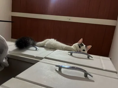 lizzy_kaneI present to you my reason for living 🐕🐈图片 3