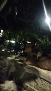 Alejandro11once1Vea Bild 3