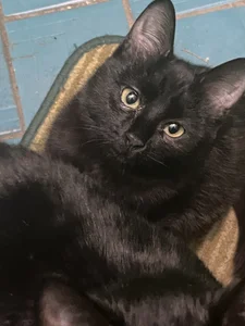 NanaDaizy My Cats😻 Pic 6