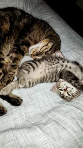 Kay_ForU Kitties🩷 Εικόνα