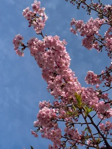 Spring in Japanese 🌸 Kawazu sakura and a little bird enjoying the blossoms. de aria_nozomi  4 Imagens
