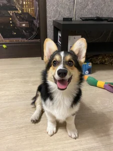 Ariana_Petite Supergoal for superdog Immagine  7