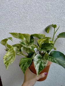 Plants from my lovers <3 wanna buy me plant? Check my tip menu:) de SluttyBanana Foto 3