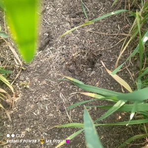 Desi_boy_fuck Public Billede 2