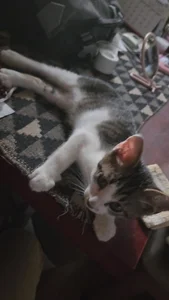 07YUKIO 猫レオ Pic 6