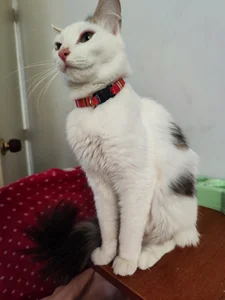 diamondfer MY PETS Pic 8