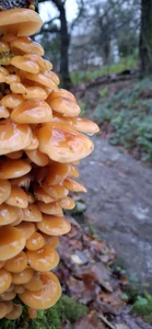 FreezingTie850: fungus ( 2 фото)
