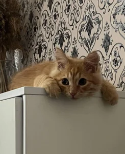 Lana__May everyone loves cats Bilde 4