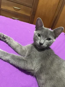 Romeoandjulietta Monkye and luna 🐈‍⬛🐶 Foto 9