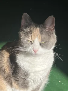 NanaDaizy My Cats😻 Pic 9