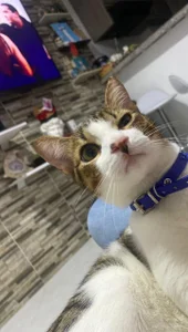 DmitriSanders Meow 💕 зображення 7