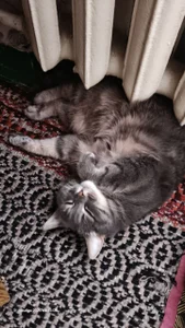 swett_girll my cat 🥰🐈 Hình 7