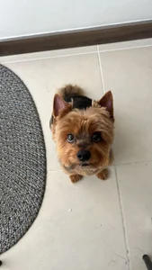 Miss_Pawi My big dream .. to have my little house ❤️🏠 зображення