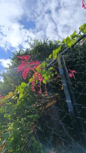 Aphrodite-777 🔥☀️It's a holiday 🖤🔥 But I'll see you soon. Thanks for your messages x🔥 Pic