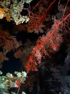 EvaThopson nature, which I love to photograph Billede 2