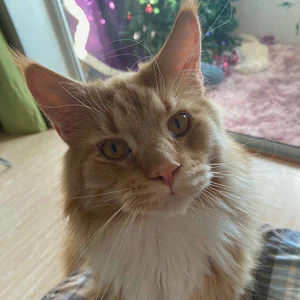 DarkVolt696 ♥️🐈my cats♥️🐈 Foto