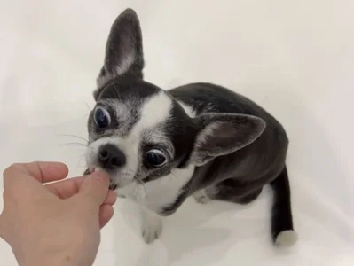 Elis_Fox my beautiful Dana 🐶🐕❤️ 사진