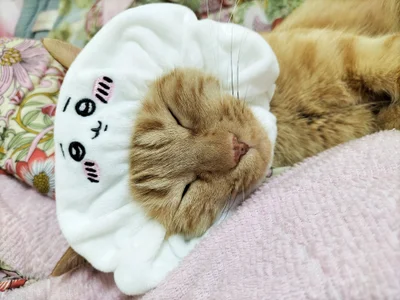 -mirurun08-: にゃんこ♥　Cat ( 4 фото)