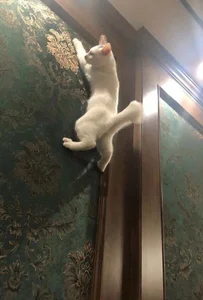 Gxhmelx-xiaoxiao 调皮捣蛋❤️ 圖片