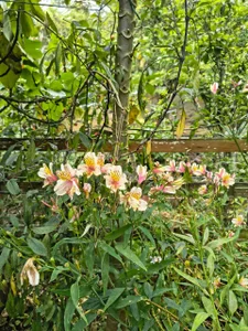 Venussyxxx Vacaciones 💕 Pic 7