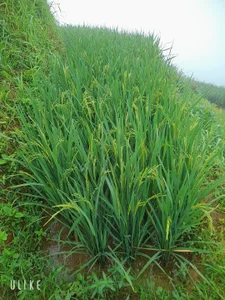 Zdjęcia MayLove_22 Public: 