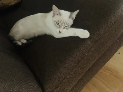 Alirawrz My cats Pic 5